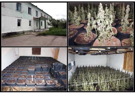 FABRICA SECRETĂ. Fosta fabrică de sucuri de la marginea comunei Batăr a fost transformată complet de cultivatorii de cannabis, care au investit peste 50.000 de euro în amenajarea spaţiilor, în instalaţii şi aparatură. Totul, în cel mai mare secret. Poliţiştii au ridicat de aici 32 kilograme de plante de cannabis şi alte 1,3 kilograme de inflorescenţă de cannabis. Valoarea de piaţă a capturii depăşeşte 500.000 de euro